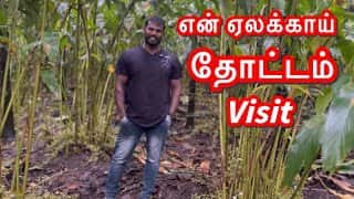 My cardamom garden 🤩 Total one and a half acres 🤩 Can buy and see Sunday special